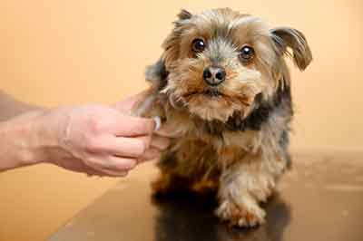 Is There A Blood Test For Early Cancer Detection In Dogs?