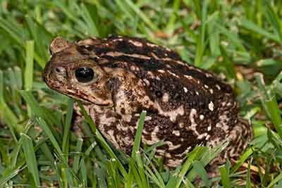 Bufo Toad Poisoning in Boca Raton, FL 