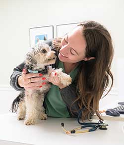 Pet Preventative Care in Boca Raton, FL 