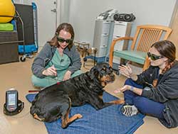 Pet Laser Therapy in Boca Raton, FL 