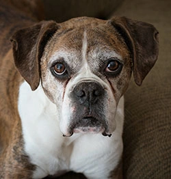 Senior Pet Care in Boca Raton, FL Senior Pet Care in Boca Raton, FL